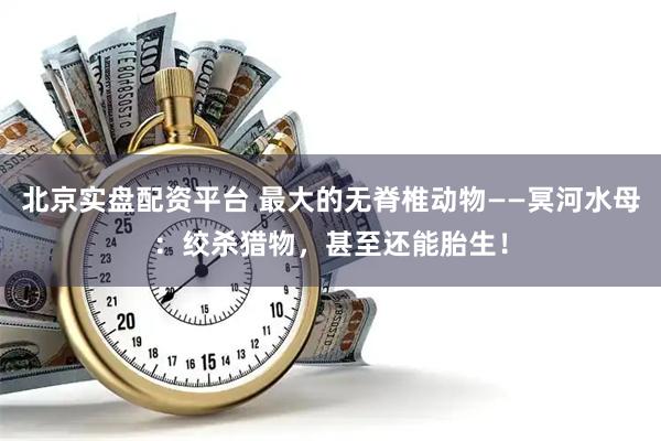 北京实盘配资平台 最大的无脊椎动物——冥河水母：绞杀猎物，甚至还能胎生！