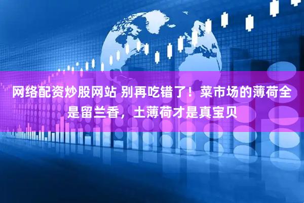 网络配资炒股网站 别再吃错了！菜市场的薄荷全是留兰香，土薄荷才是真宝贝